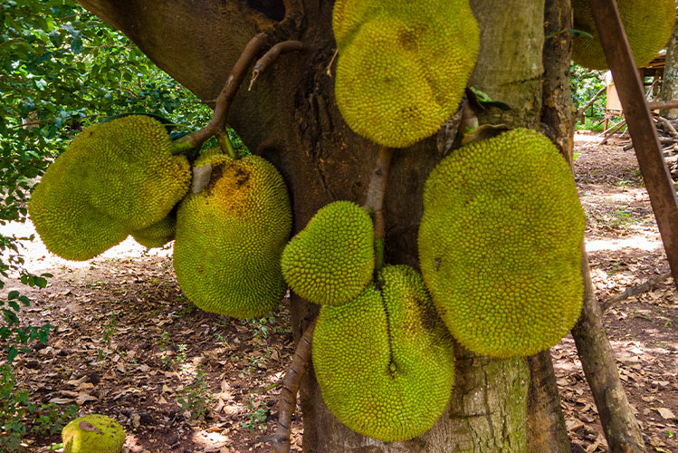 jackfruit